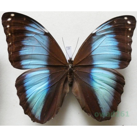 Morpho patroclus orestes Weber, 1944 Peru 116mm23